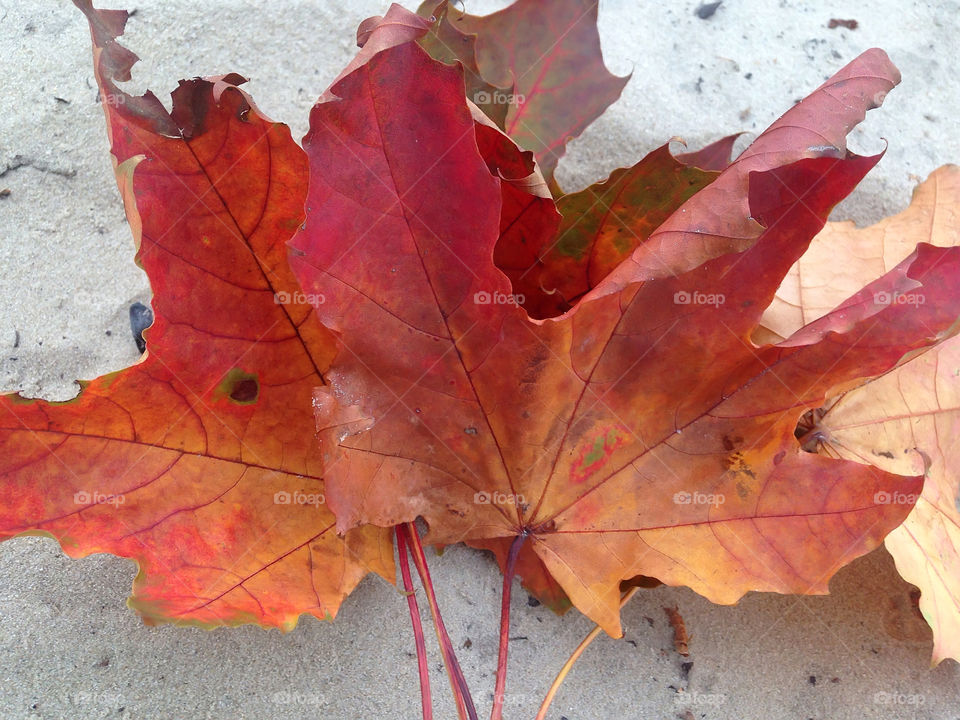 Red leaves 