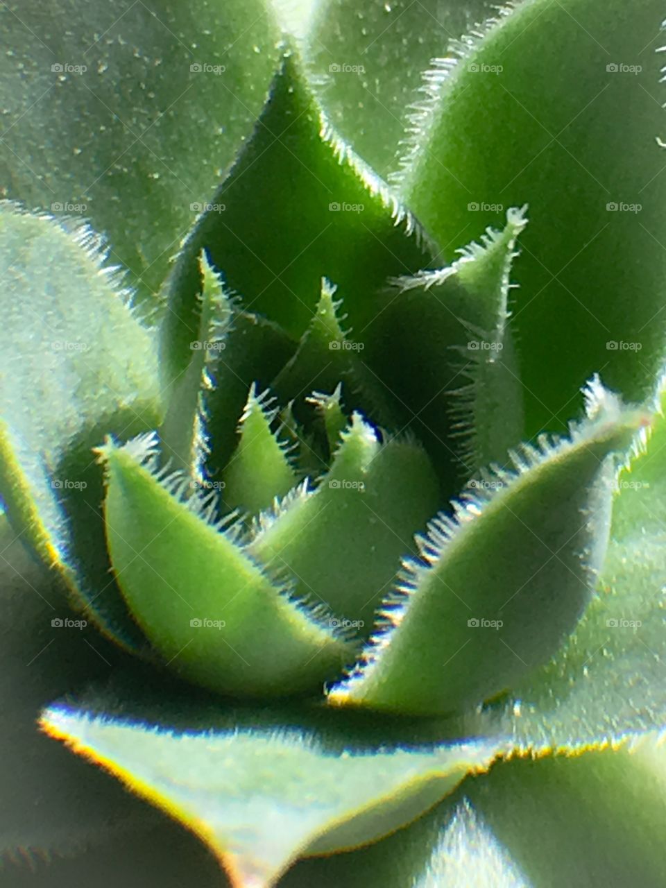 Close up succulent