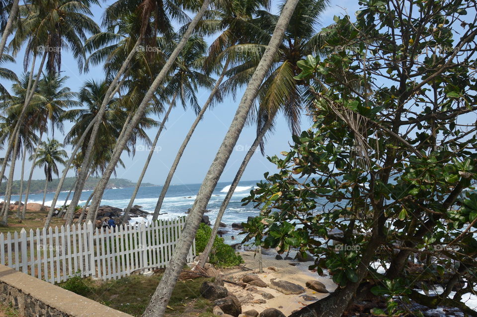 Palm trees Sri Lanka