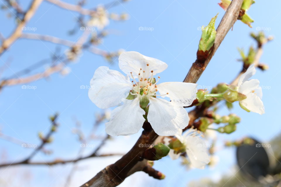 Cherry blossoms in the sky