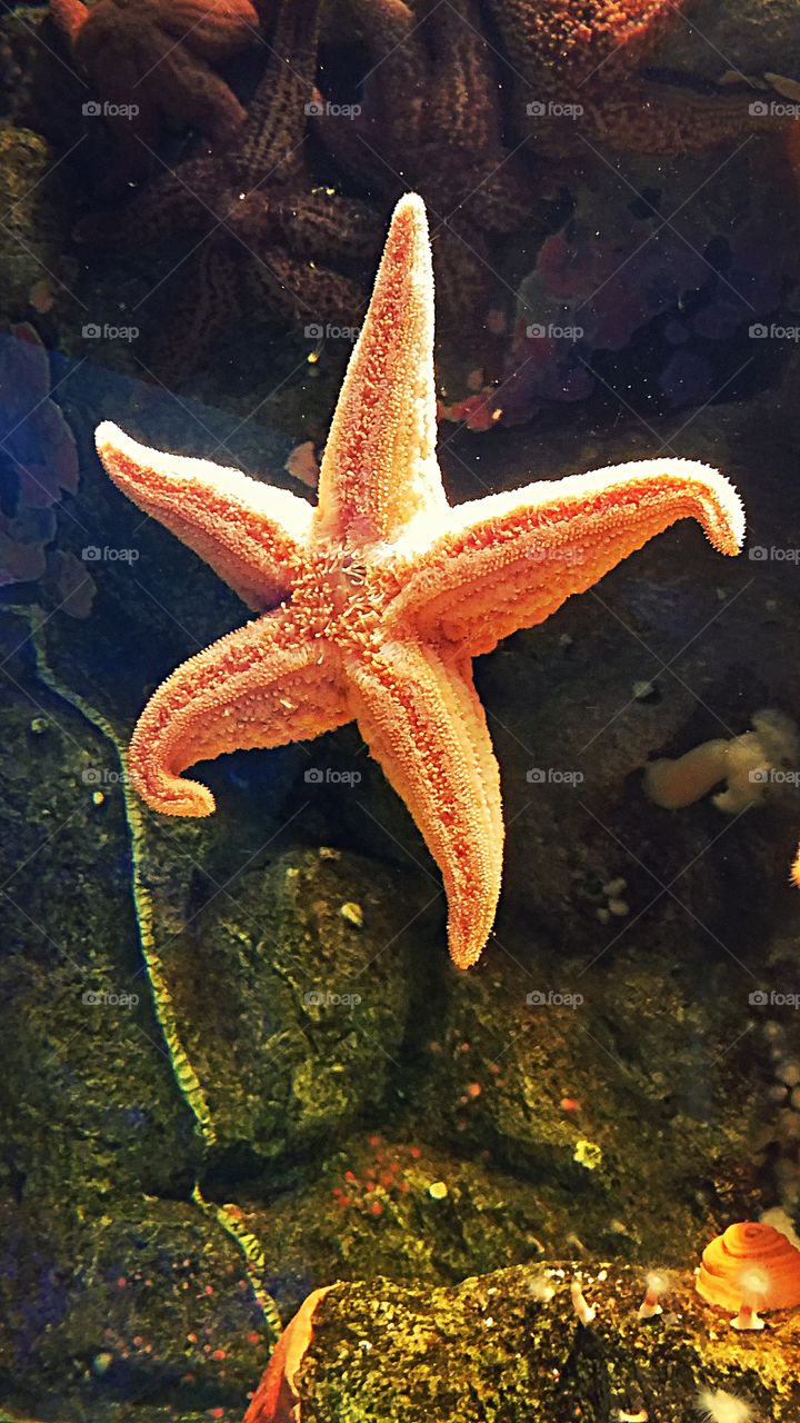 Starfish, Underwater, Invertebrate, Echinoderm, Fish