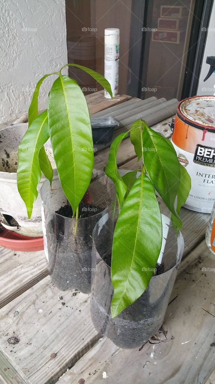 Mango Seedling