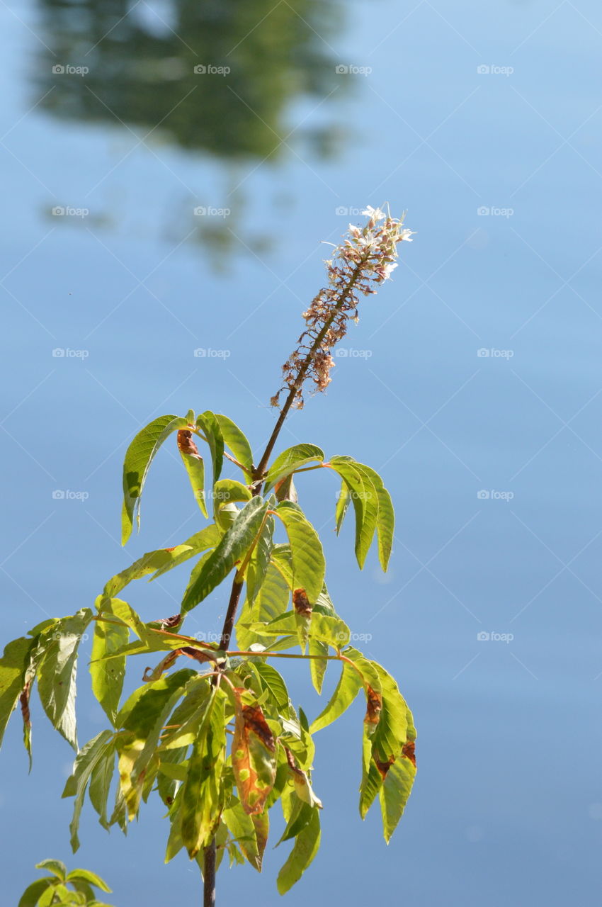 plant life, growing alongside the river banks.