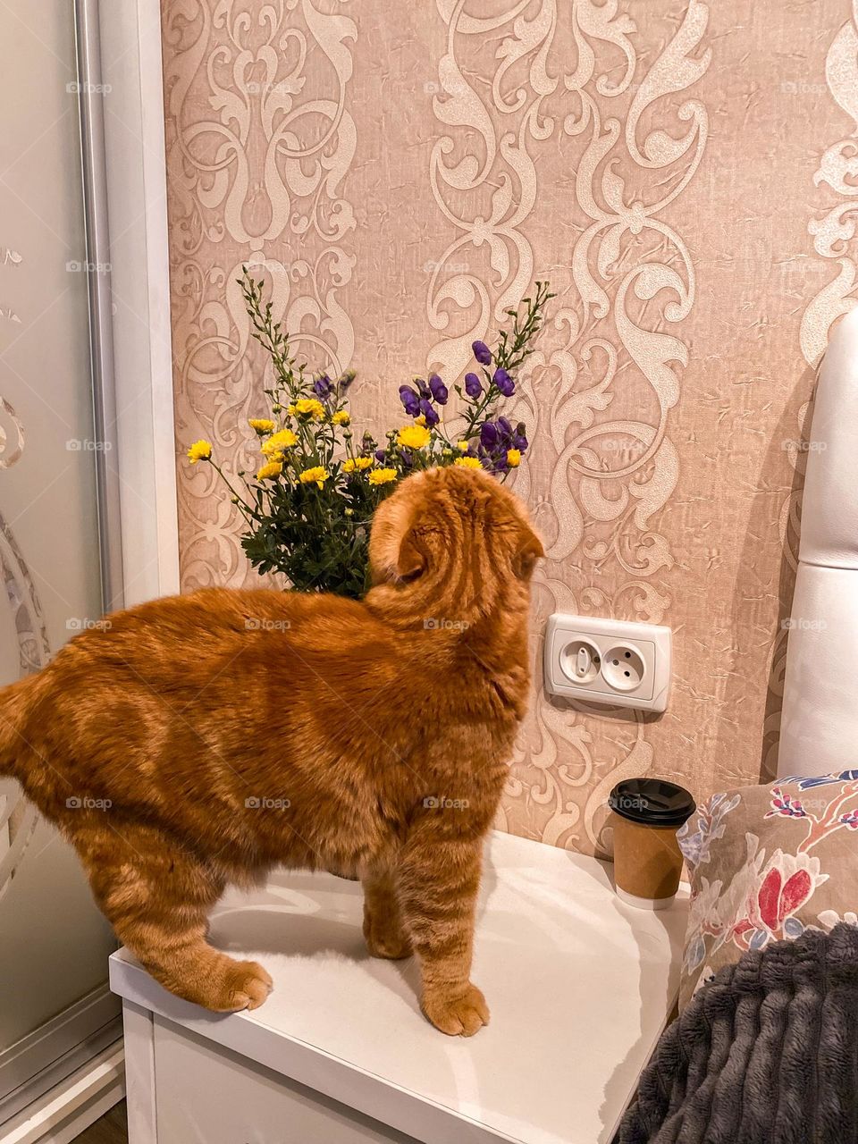 Join to first mission. Cute cat 