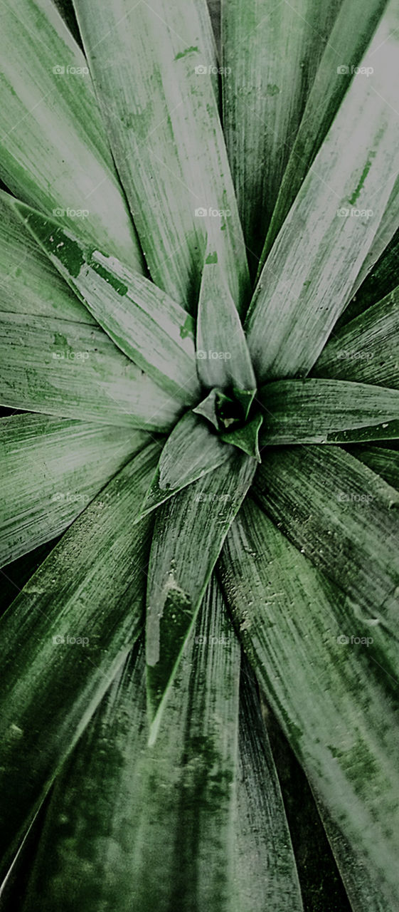 evergreen plants , beautiful leaf