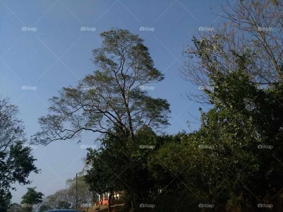 a beautiful scene of trees in the forest.