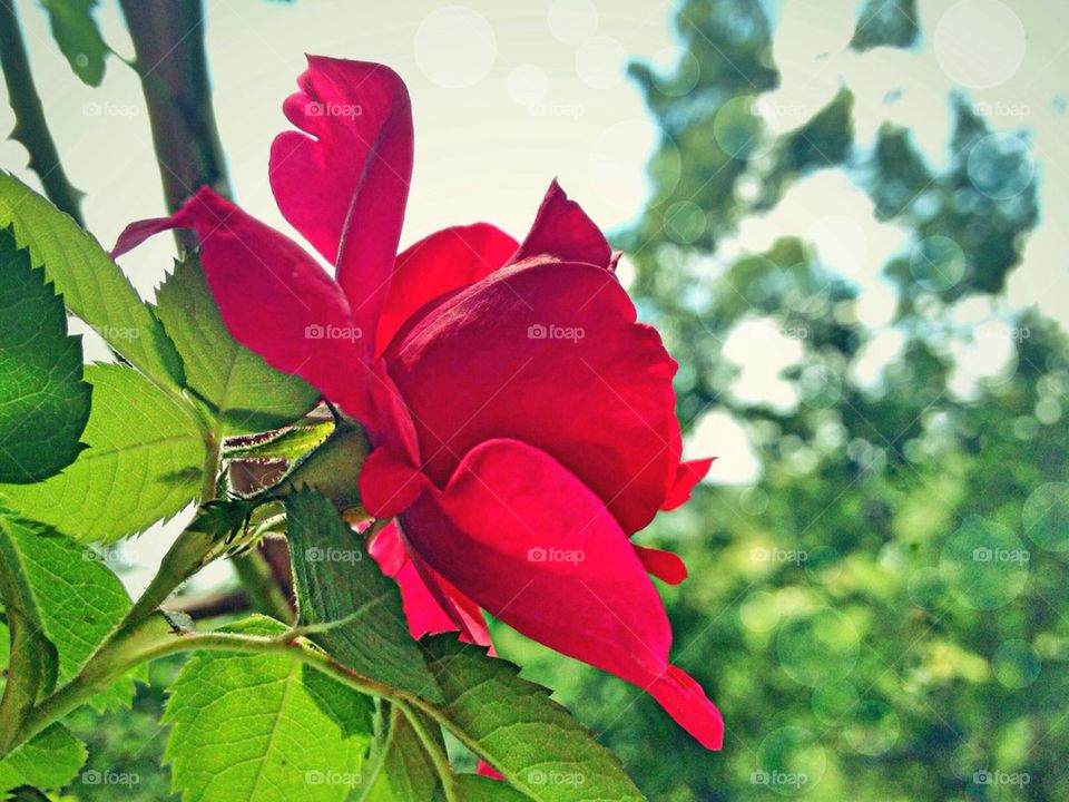 rose roses by tinasha