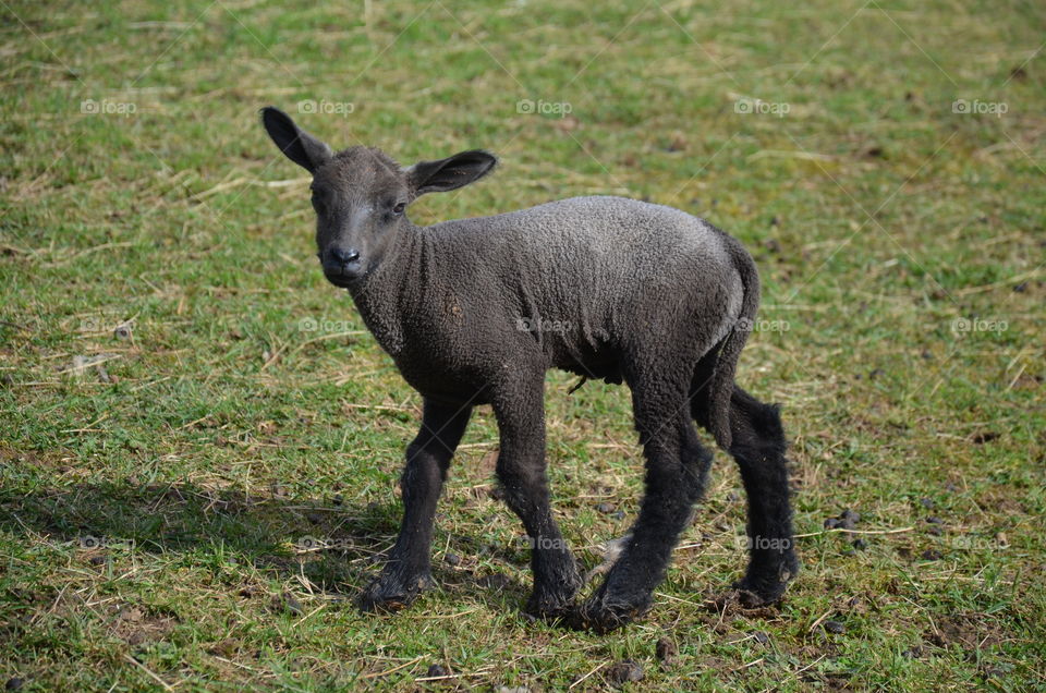 I present to you a baby sheep which has only one week , it is magnificent with its hairs on its legs and its funny head