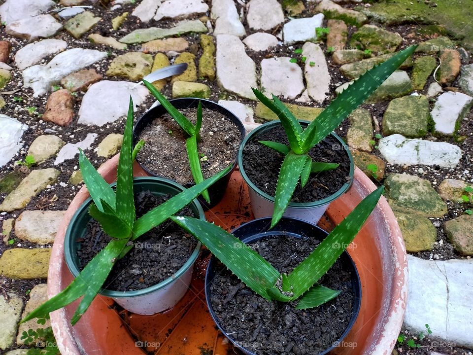 aloe