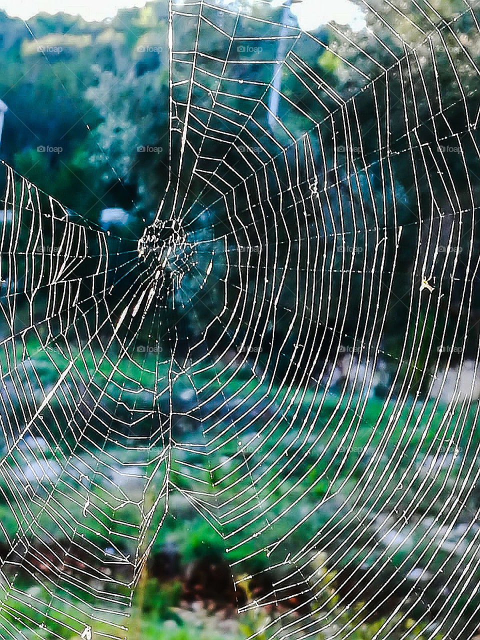 Spider web.