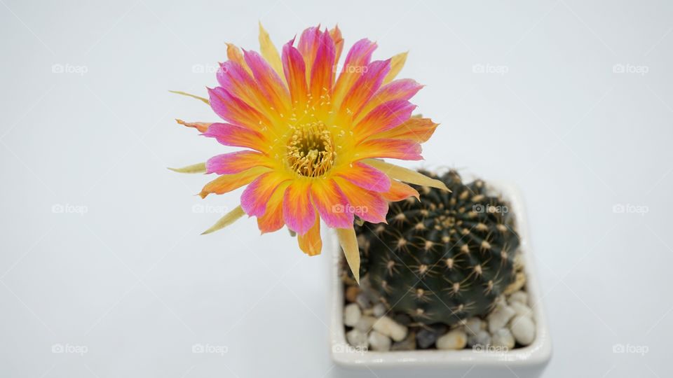 cactus lobivia sunrise flower