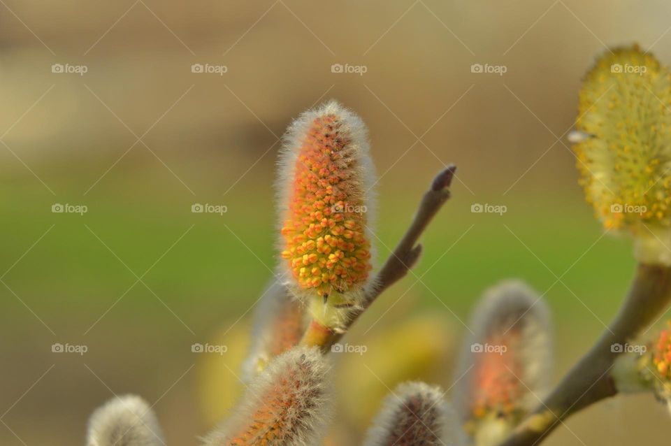 swollen willow flower with small hairs on a green background