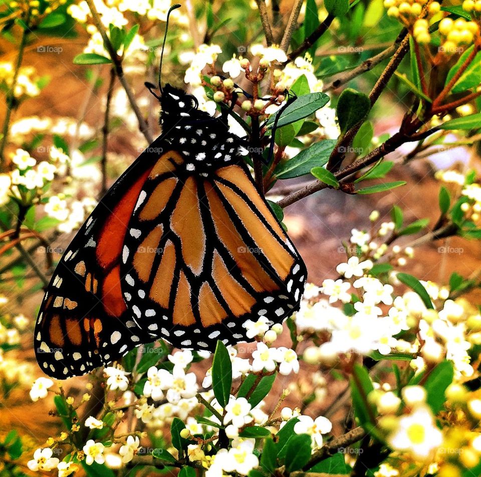 Monarch butterfly