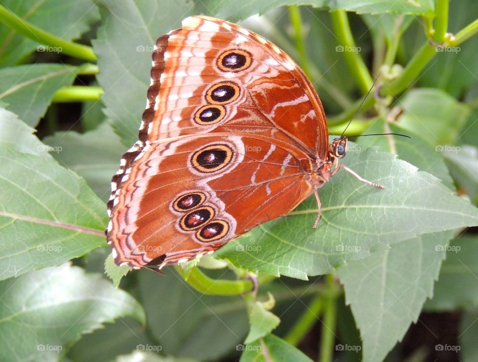 Blue morpho butterfly