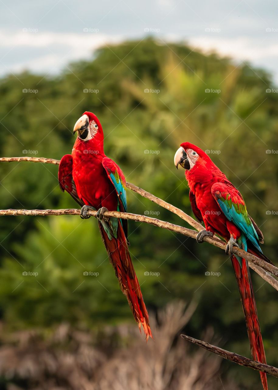 Casal de Araras Vermelhas - Pantanal Sul