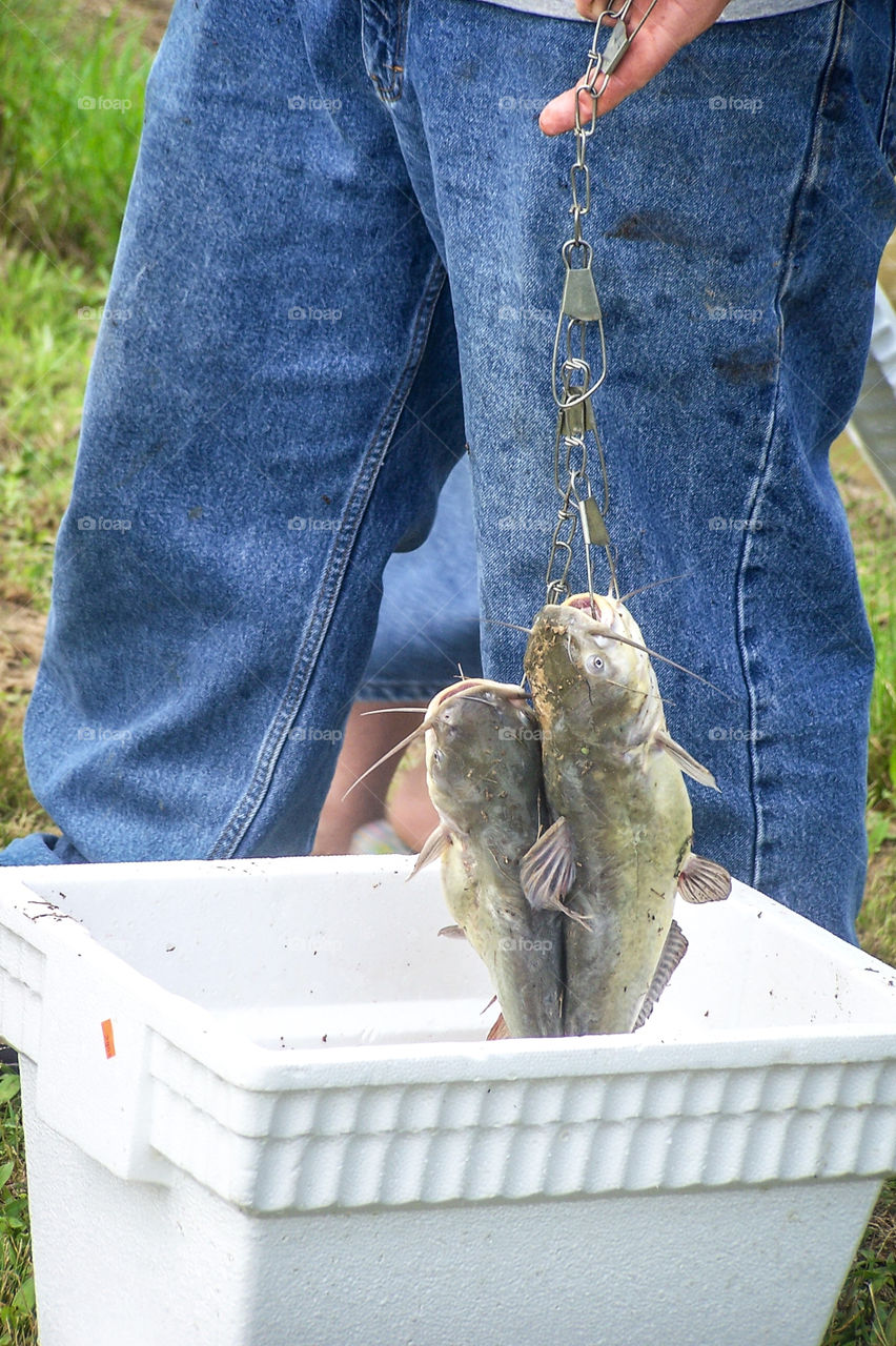 Man Holding Two Catfish on a Line Above a Foam Cooler