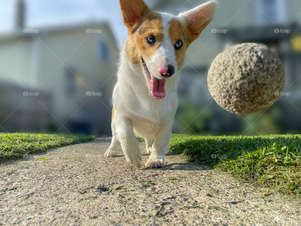 Dog playing with ball