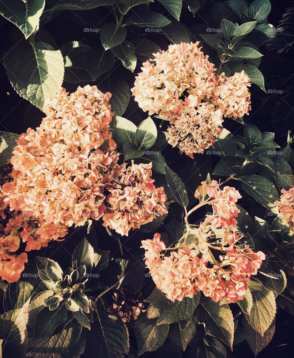 A garden of the lovely pink hydrangea flowers basking in the sunlight on a warm fall afternoon. USA, America