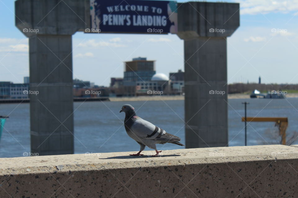 Penn's Landing Pigeon 