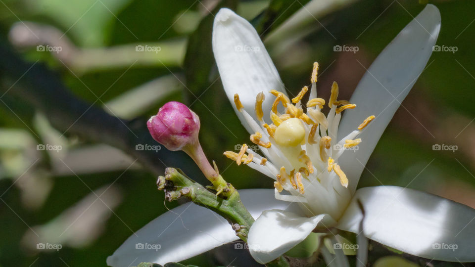 Lomons Flojera macro