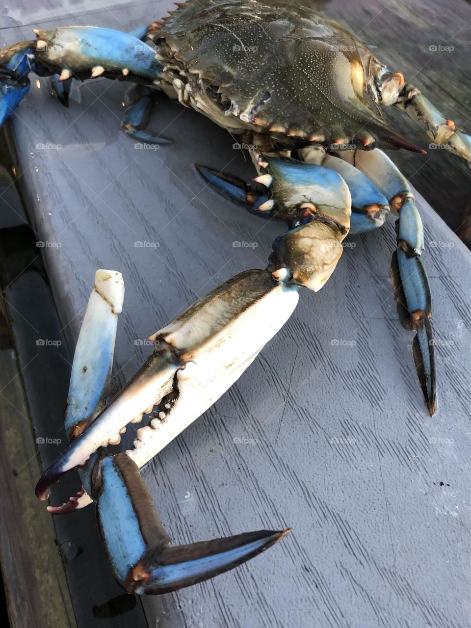 Unusual sus-pets! Caught some blue crab for dinner - this guy ripped off his friends claw!!