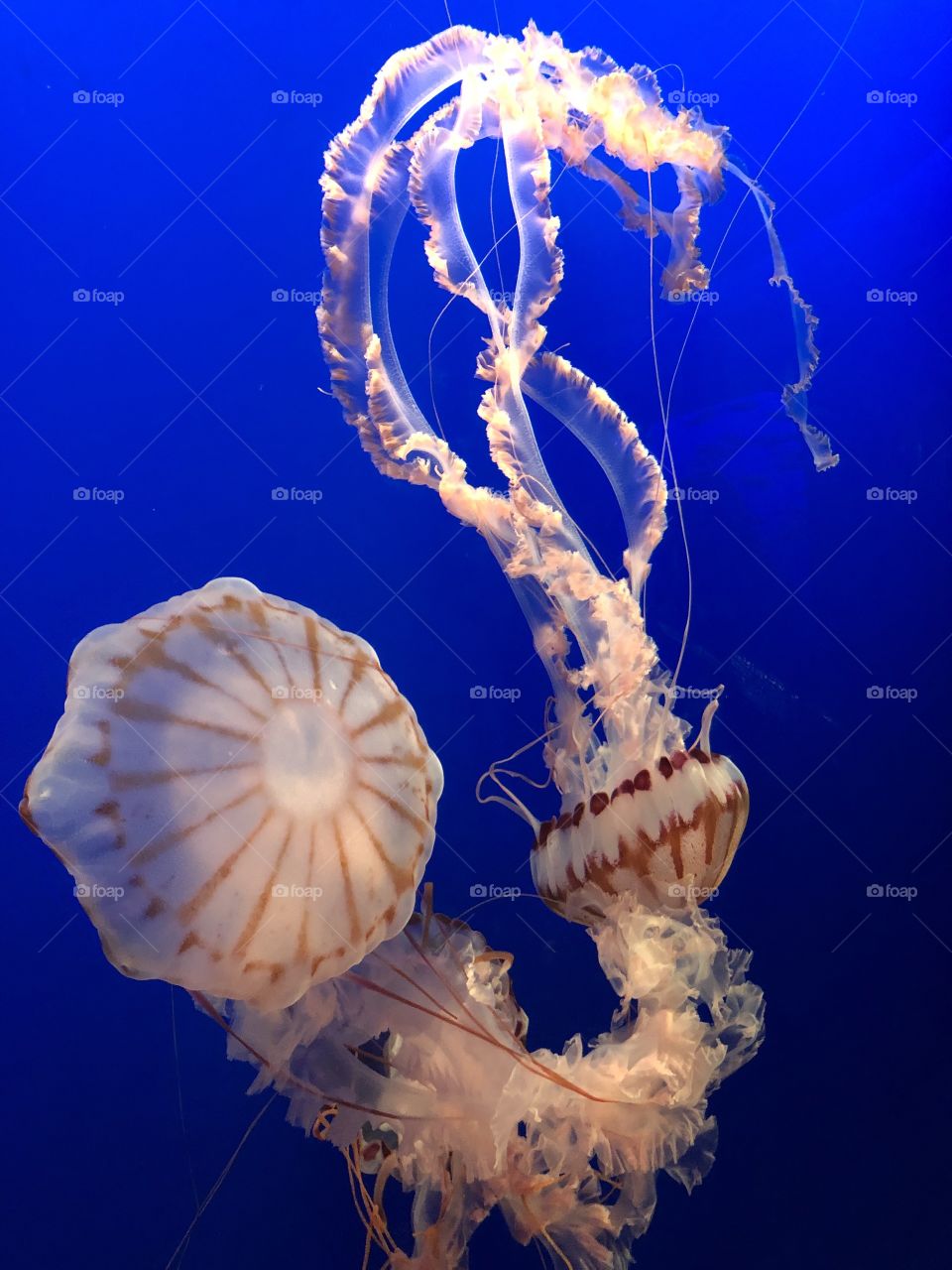 Jellyfish