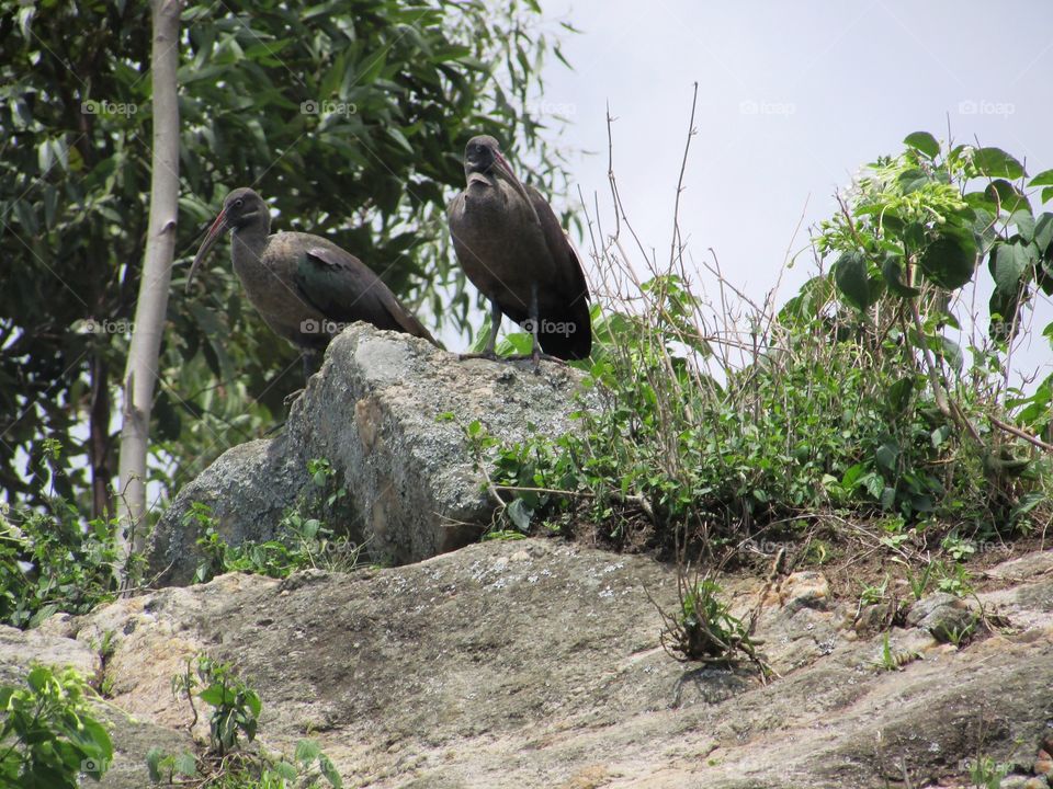 two ibis hadeda/ hadada