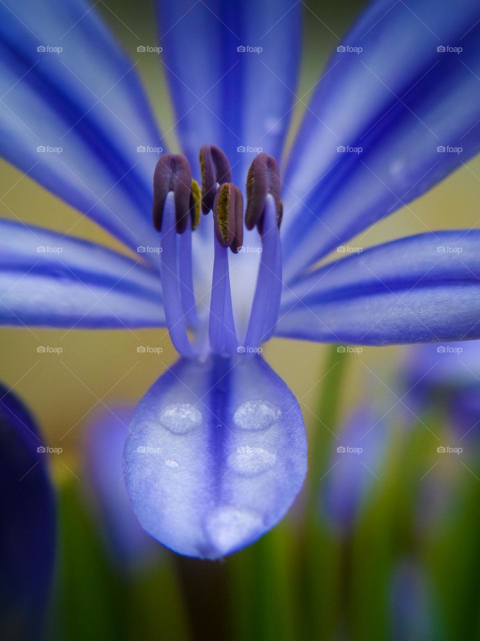 Purple flower close up