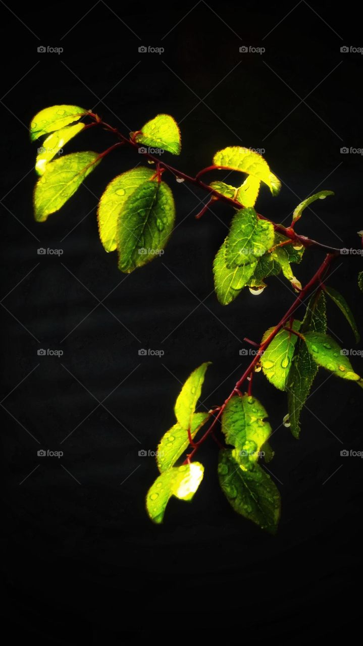 Leaves on a branch