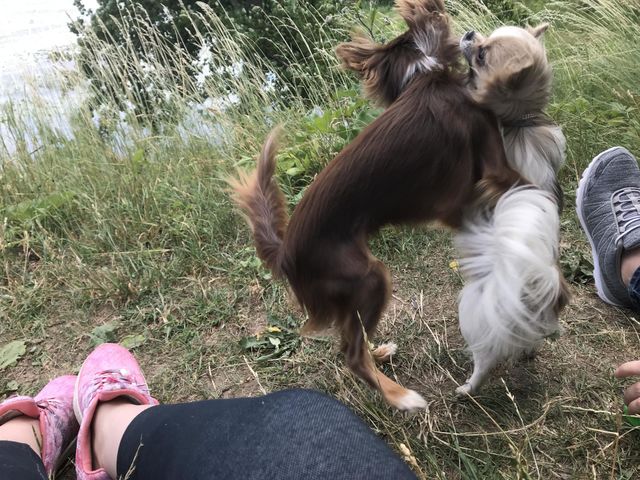 Dogs Playing 