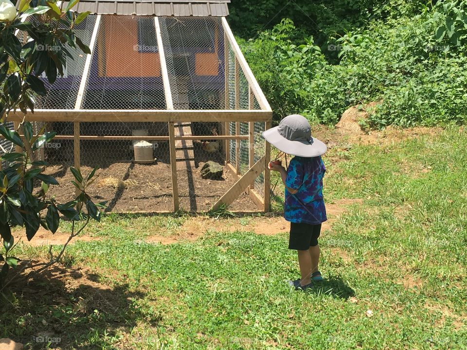 Boy Looking At chickens