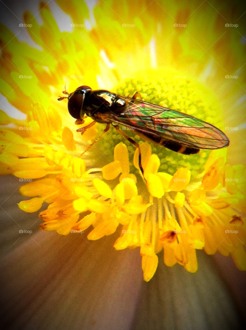 garden yellow nature flower by cyrano