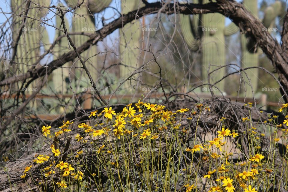 Flowers of Spring in Desert