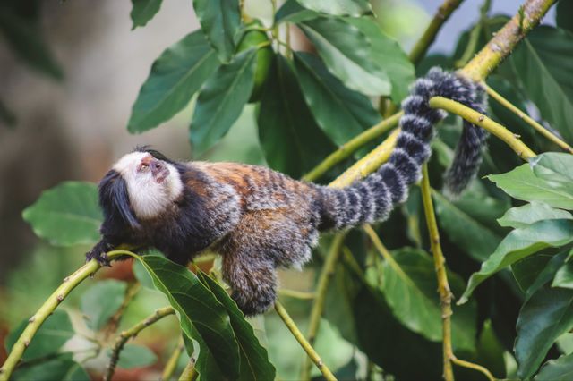 Monkey 