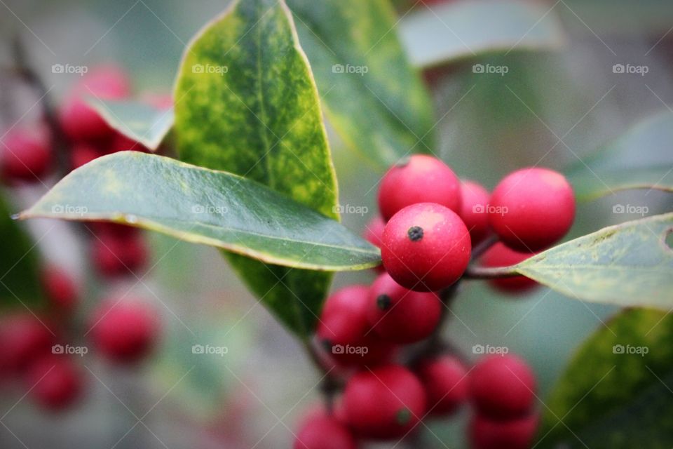Red berry cluster 