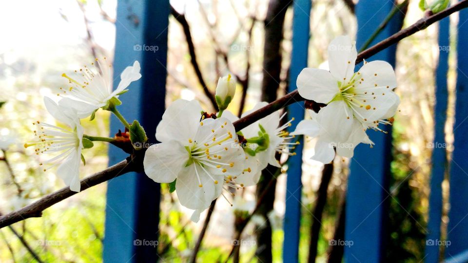 A close-up of prune blossoms on the Italian island of Ischia