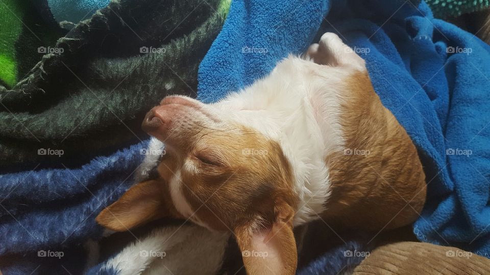 snug as a bug in a rug. sweet dreams