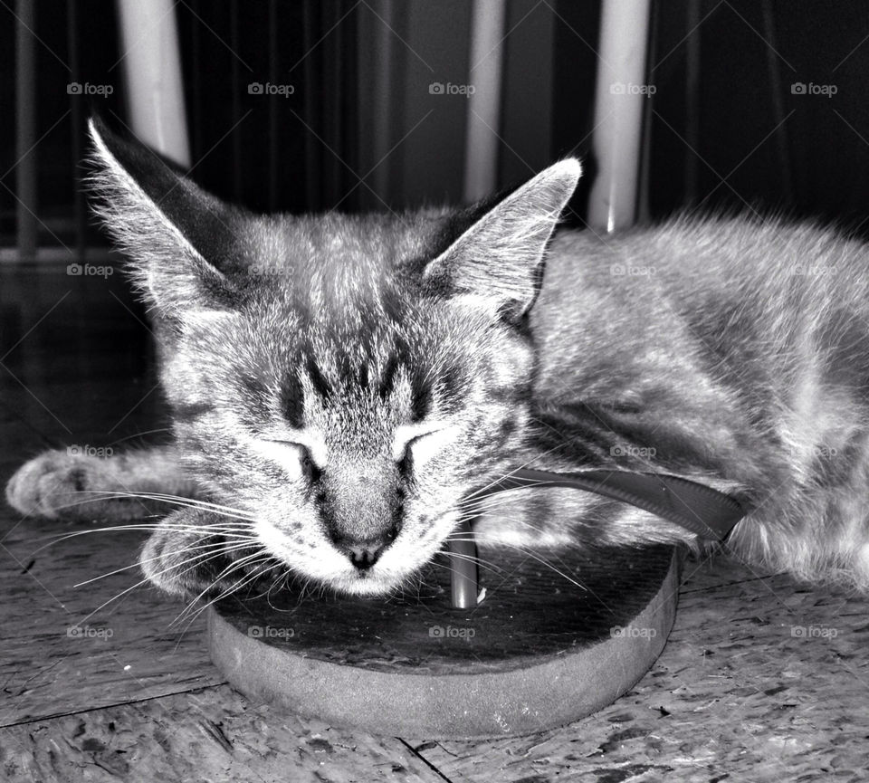 cat cute pet blackandwhite by analia