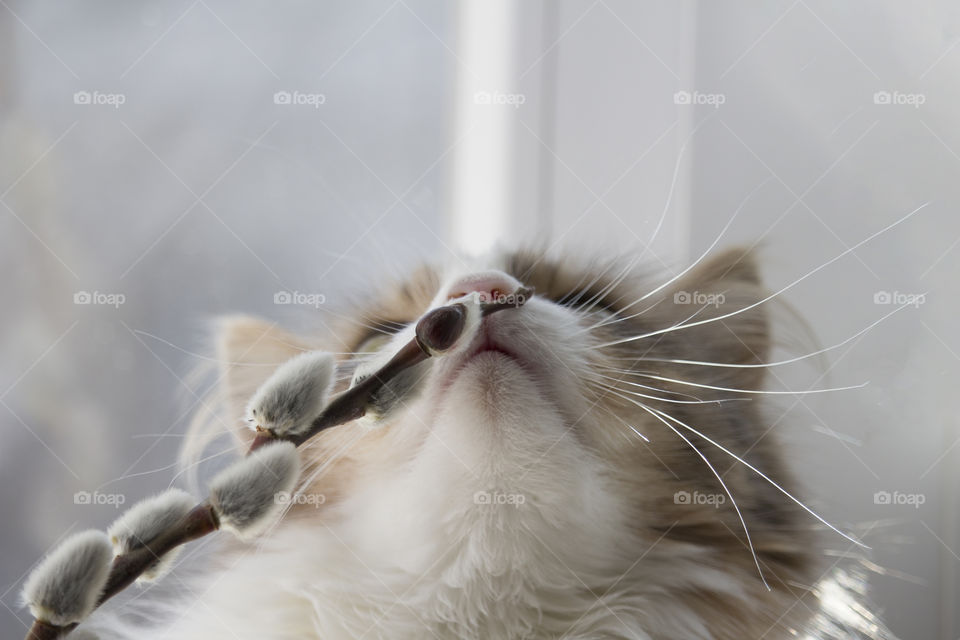 gray fluffy cat sniffs a willow twig with blossoming flowers. 
aroma of spring concept