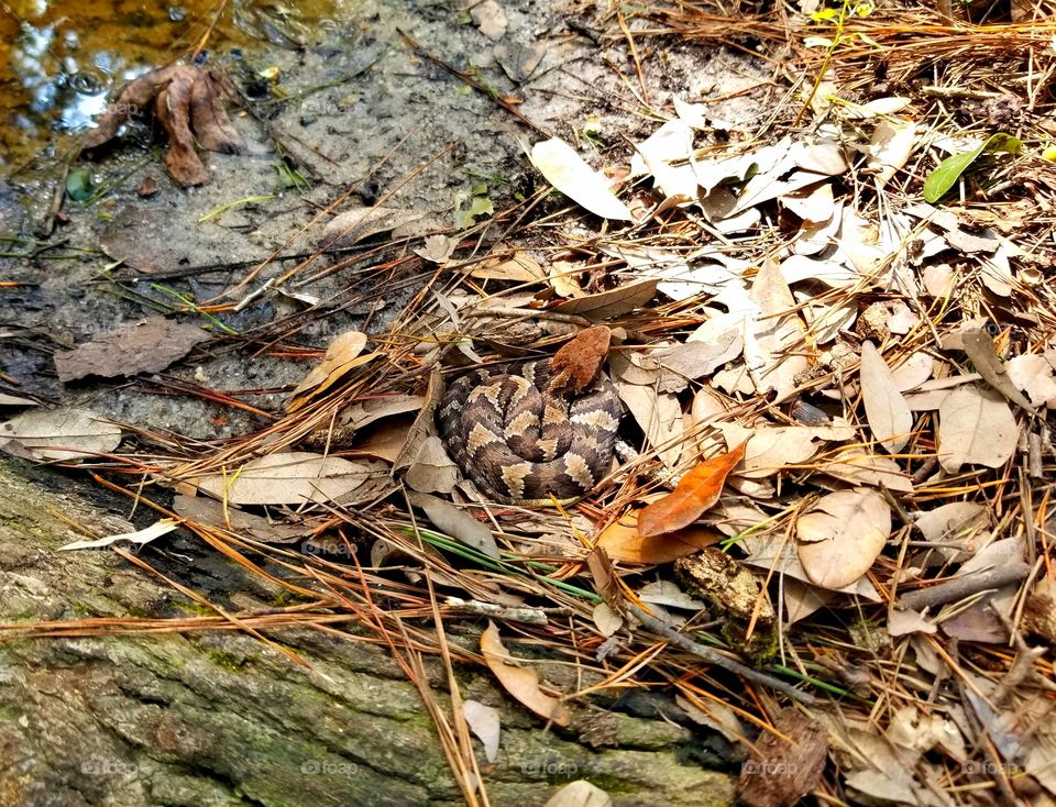 baby cottonmouth