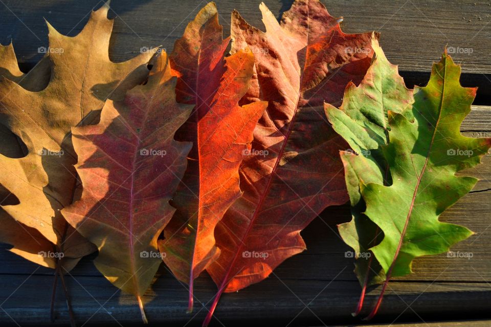 autumn colours leaves in sunlight on a wooden top view beautiful background