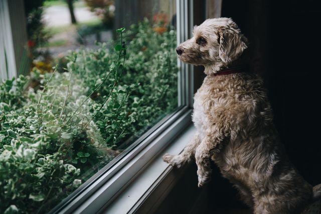 Small dog looking out the window 