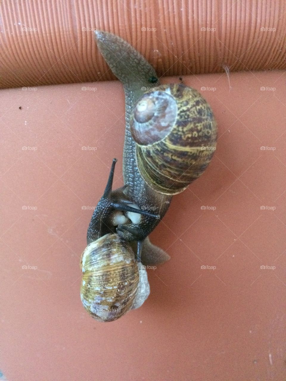 Snail to snail