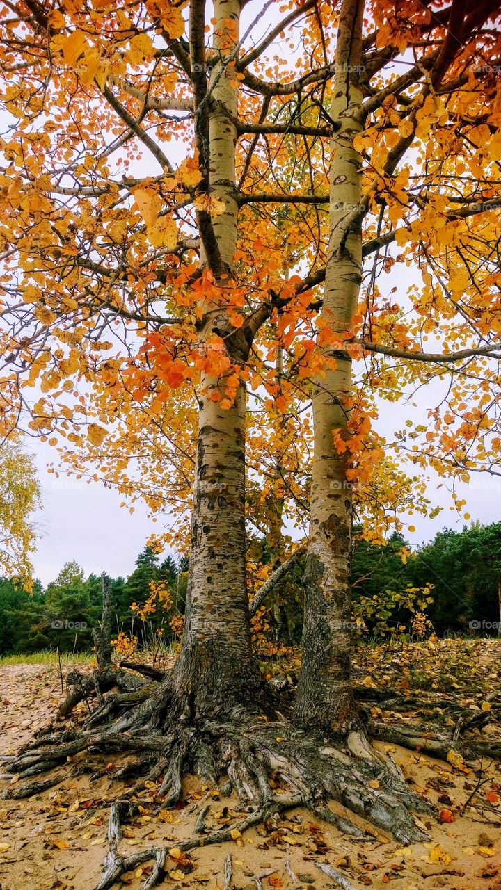 Autumn trees 🍁🍂 Wonderful Nature 🍁🍂