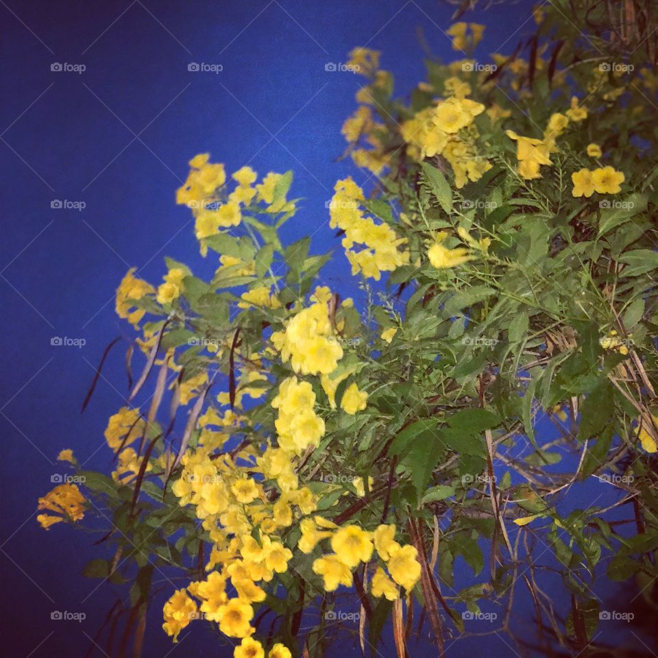 Yellow Flowers at Night