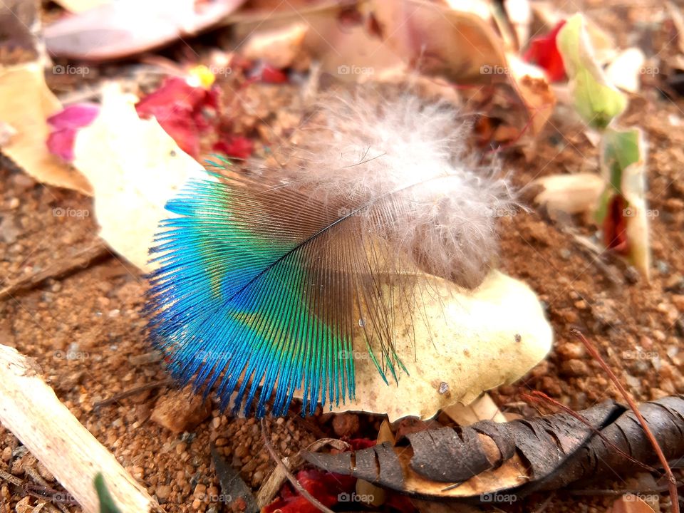 COLOURFUL PEACOCK FEATHER