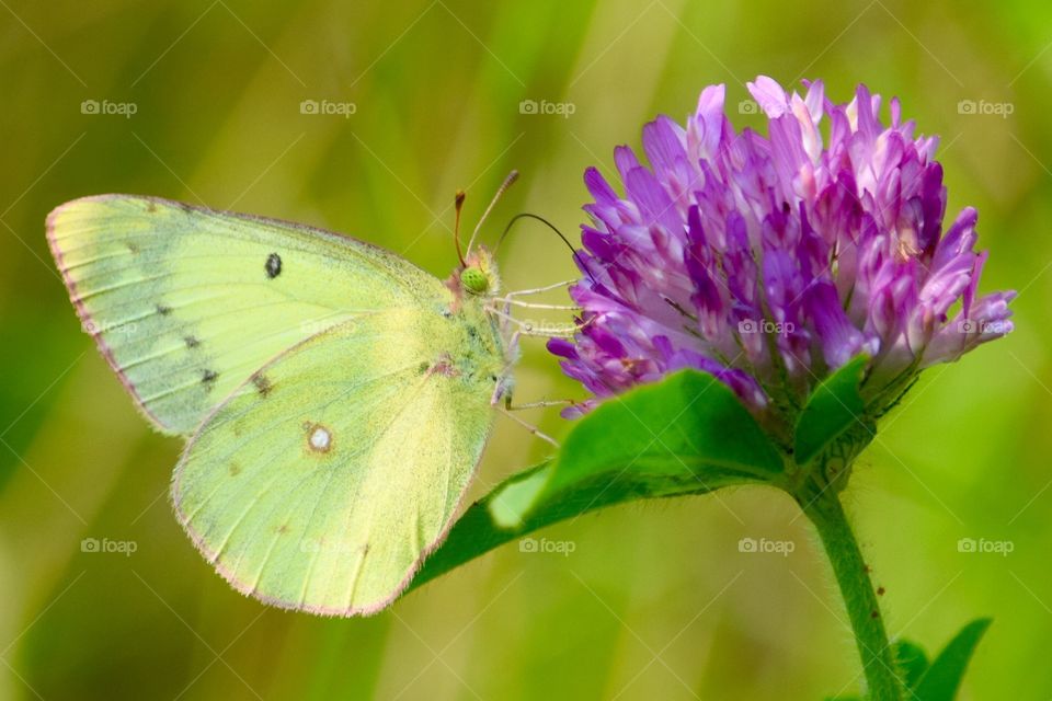 A Pink-edged Sulphur on clover. A Pink-edged Sulphur on clover