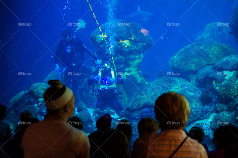 Divers in an Aquarium with an Audience at Chattanooga Aquarium 2