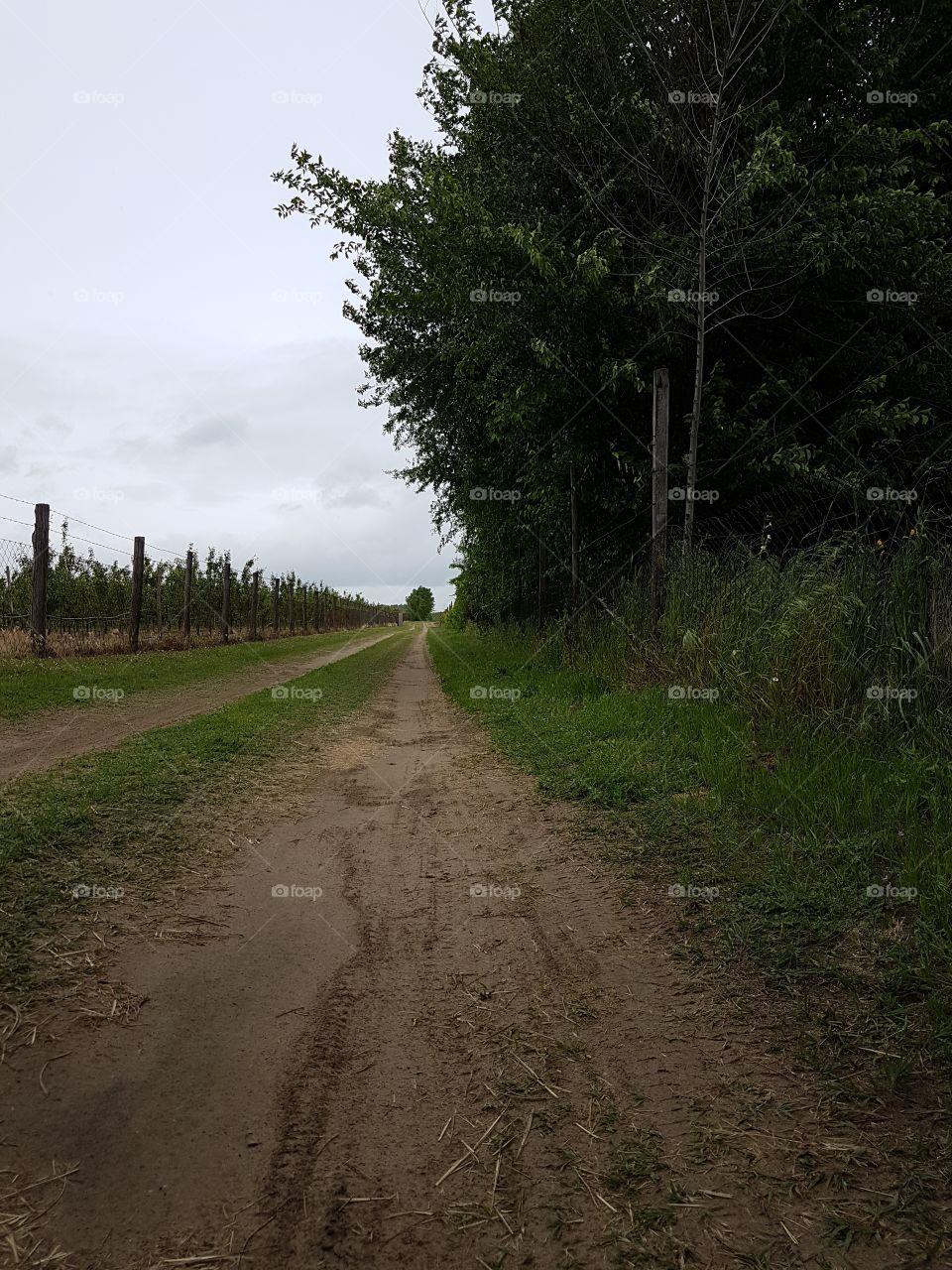 Diminishing view of footpath