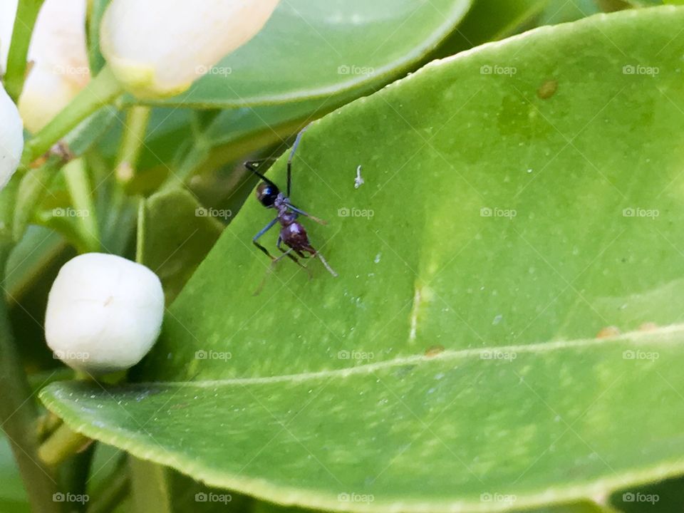 Worker ant on a budding orange tree leaf